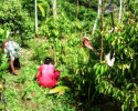 Lak Cinnamon Planters & Exporters